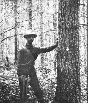 Historical Photo Willamette National Forest