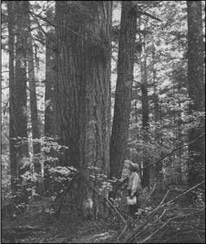 Historical Photo Gifford Pinchot National Forest