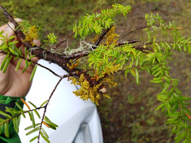 DM-infected branch, close-up