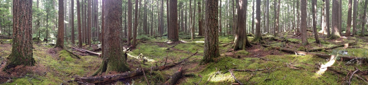 panoramic view of a forest floor