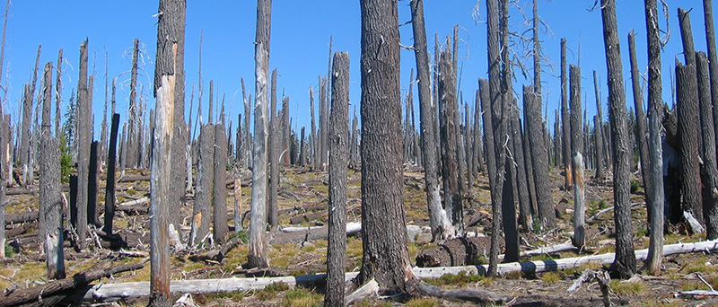 Standings snags of mountain hemlock