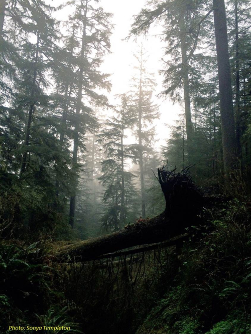 Photo: Sonya Templeton